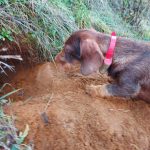 Czech Republic: Help prevent a ban on den hunting