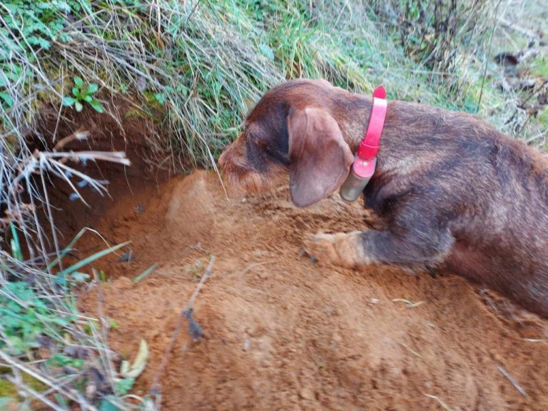 Mehr über den Artikel erfahren Germany: Petition to save den hunting in natural earths