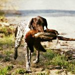 France: Animal Right Activists attack Field Trails