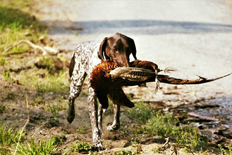 Mehr über den Artikel erfahren France: Animal Right Activists attack Field Trails