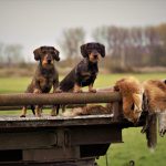 Ireland: Take action against fox hunting ban NOW