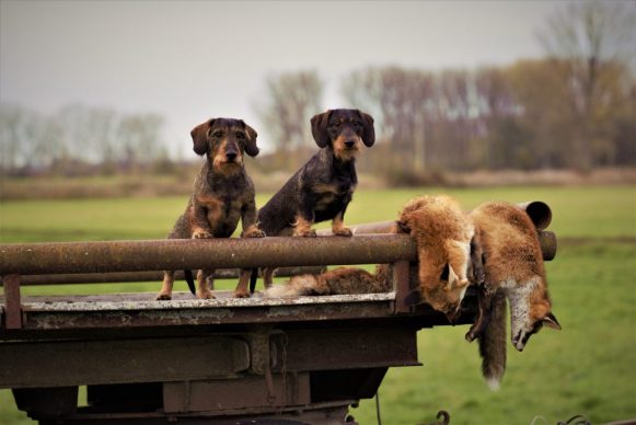 Ireland: Take action against fox hunting ban NOW