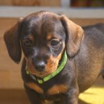 Proposed EU act as possible threat to hunting dogs