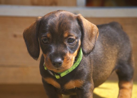 Proposed EU act as possible threat to hunting dogs